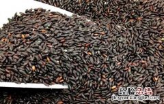 黑米有减肥功效吗 黑米有减肥功效吗