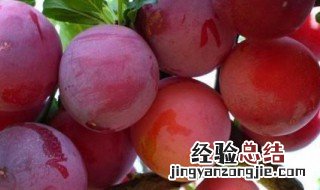 黑布朗李的禁忌 吃黑布朗李的禁忌有哪些
