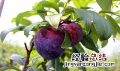 黑李子果的功效与作用 黑李子果好处