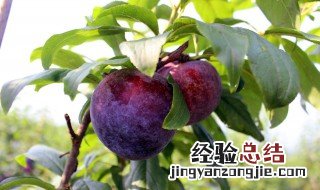黑李子果的功效与作用 黑李子果好处