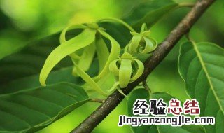 依兰花的功效与作用 依兰花的功效与作用介绍