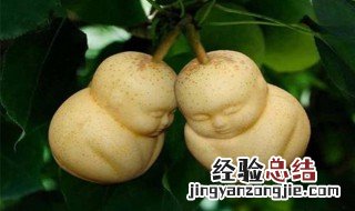 人参果功效与禁忌 人参果功效与禁忌是什么