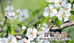 春天的树叶怎么形容 怎么形容春天的树叶