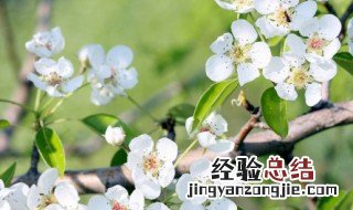 春天的树叶怎么形容 怎么形容春天的树叶