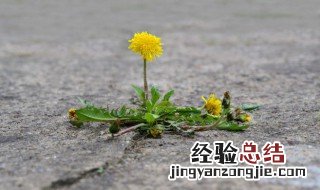 蒲公英根和叶子功效的功效与作用 蒲公英根和叶子的功效与作用