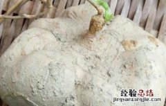 吃白地瓜可以减肥吗 吃白地瓜可以减肥吗女性