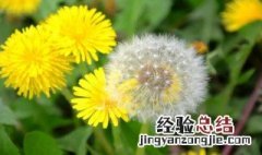 蒲公英的功效与作用 蒲公英有什么功效