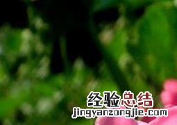 夹竹桃图片 夹竹桃图片简笔画