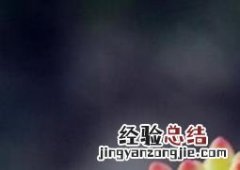 多肉八千代的养殖方法和注意事项 多肉植物八千代养殖方法