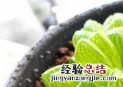 多肉植物冰灯玉露养殖方法和注意事项