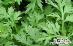 艾叶泡脚能减肥吗 艾叶泡脚能减肥吗 哪些人不宜艾叶泡脚