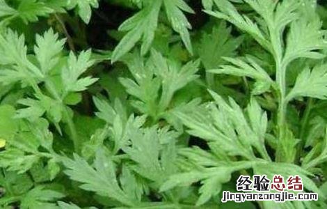 艾叶泡脚能减肥吗 艾叶泡脚能减肥吗 哪些人不宜艾叶泡脚