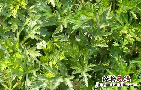 艾叶泡脚能减肥吗 艾叶泡脚能减肥吗 哪些人不宜艾叶泡脚