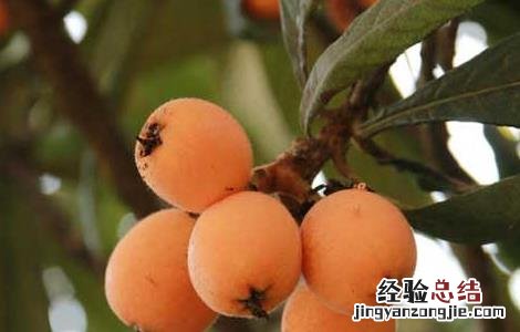 吃什么水果容易去火 经常吃什么水果能去火