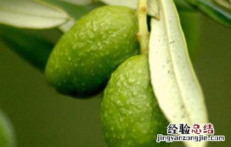 吃什么水果容易去火 经常吃什么水果能去火