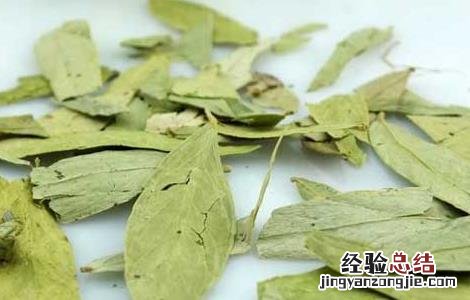 每天喝番泻叶能减肥吗 喝番泻叶能减肥吗