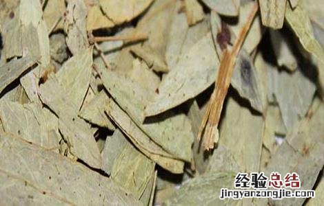 每天喝番泻叶能减肥吗 喝番泻叶能减肥吗