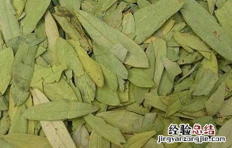 每天喝番泻叶能减肥吗 喝番泻叶能减肥吗