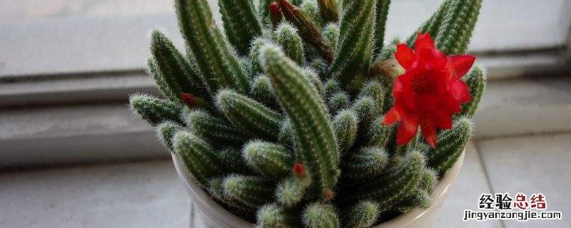 毛毛虫盆栽多久能开花 花卉毛毛虫几月份开花