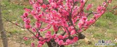 花卉梅花起虫子怎么处理 梅花叶子生虫怎么办