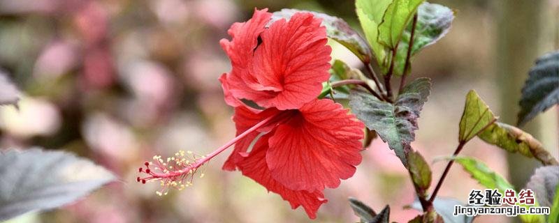 扶桑花和木槿是一种花吗 花卉扶桑花和木槿的区别
