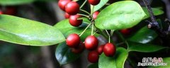 花卉冬青的养护 冬青切花养护