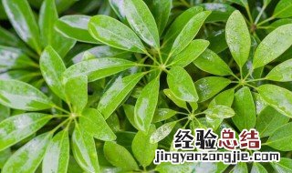 鸭脚木的功效与作用 鸭脚木的功效与作用简述