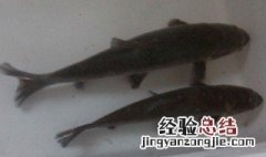 鲢鱼的功效与作用 鲢鱼的功效与作用是什么