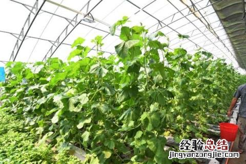 新型农业种植有哪些,建议选择合适的养殖模式