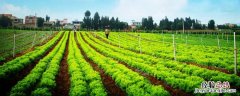 新型农业种植有哪些，建议选择合适的养殖模式