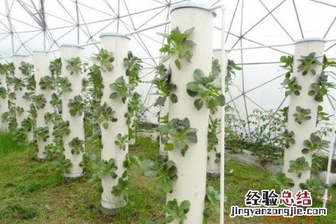 新型农业种植有哪些,建议选择合适的养殖模式