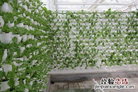 新型农业种植有哪些,建议选择合适的养殖模式