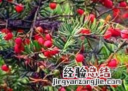 红豆杉的养殖方法和注意事项 家养红豆杉的养殖方法和注意事项
