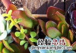 多肉植物初级配土方法 多肉植物初级配土方法图片