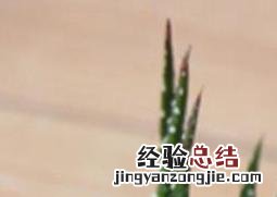 条纹12卷的图片及养殖方法 条纹十二卷怎么养肥