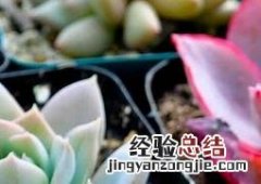 多肉植物该如何养护 多肉植物该如何养护和浇水