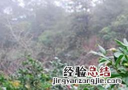 如何种植茶花 盆栽茶花如何养殖
