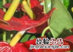 家庭红掌如何养殖 家庭红掌如何养
