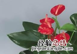 家庭红掌如何养殖 家庭红掌如何养
