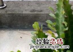 龙骨花如何养 龙骨花如何养护和管理