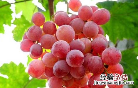 减肥可以吃红提吗不能超过多少 吃红提可以减肥吗