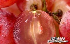 吃提子会上火吗 吃提子会上火吗?