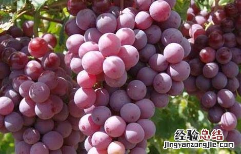 吃提子会上火吗 吃提子会上火吗?