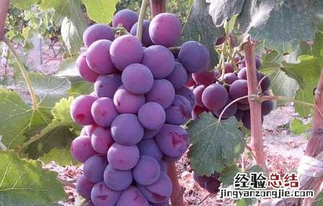 吃提子会上火吗 吃提子会上火吗?