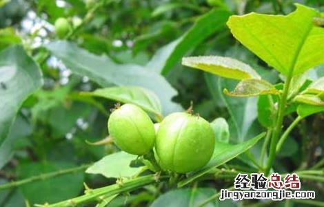 巴豆吃多少减肥 吃巴豆减肥吗