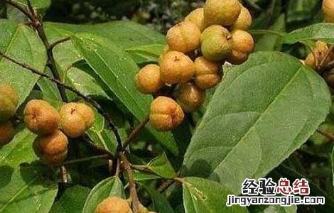 巴豆吃多少减肥 吃巴豆减肥吗