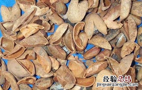 巴豆吃多少减肥 吃巴豆减肥吗