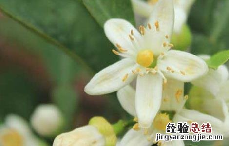 代代花减肥药 代代花可以减肥吗