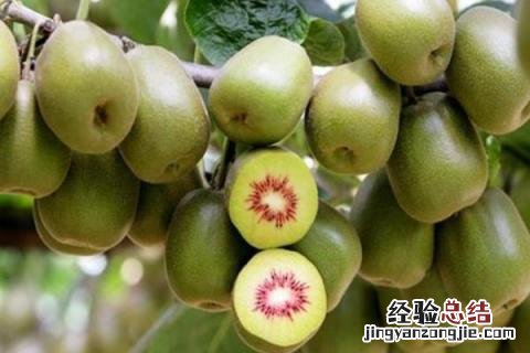 农业致富有什么好项目，根据实际情况选择项目