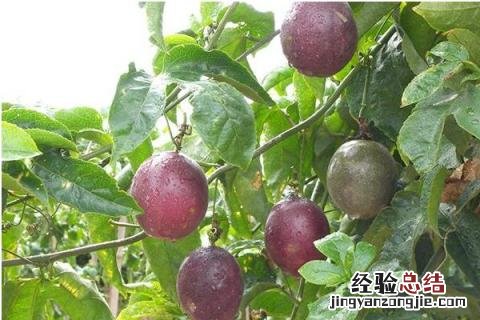 农业致富有什么好项目，根据实际情况选择项目